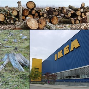 Nachgefragt | ﻿IKEA – Schlächter der Karpaten?