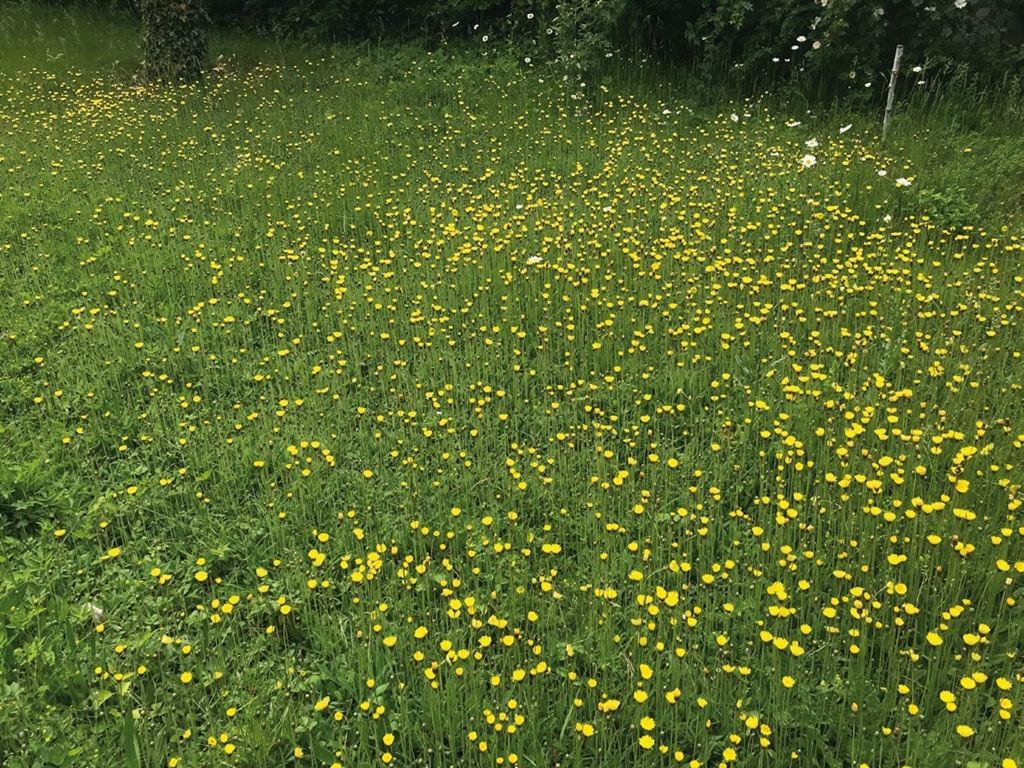 Eine wunderschöne natürliche Wiese, wenn man sie nur ganz einfach wachsen und gedeihen lässt.