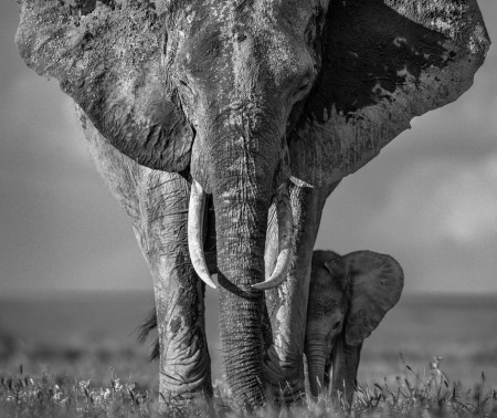 Fotografietipps von David Yarrow