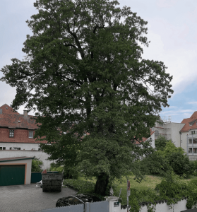 Feldahorn in Stadtamhof: Ein 100 Jahre alter Baum wird zum Symbol für Regensburgs Zielkonflikt zwischen Wohnraum und Stadtgrün