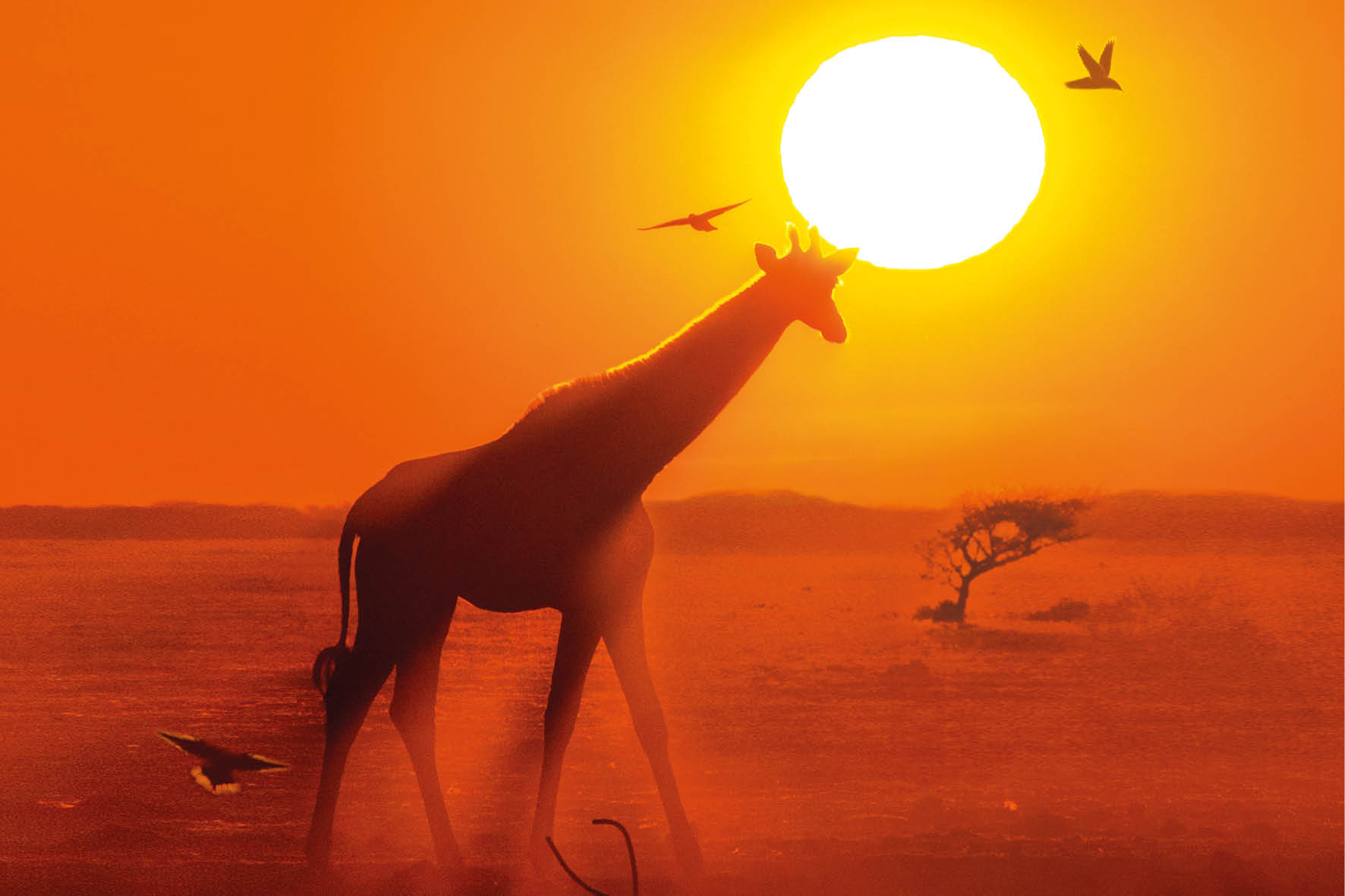 Fernweh | Fotografie: „Afrikas wilder Süden“ mit Josef Niedermeier