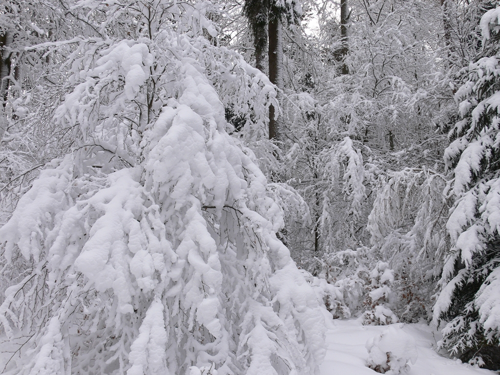 Schneechaos in Bayern: Weiße Gefahr im Wald
