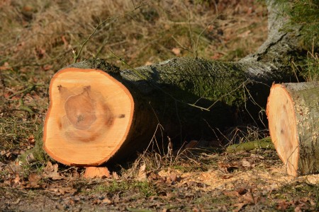 Flächenfraß in Regensburg | Ist zerstörte Natur zu ersetzen?