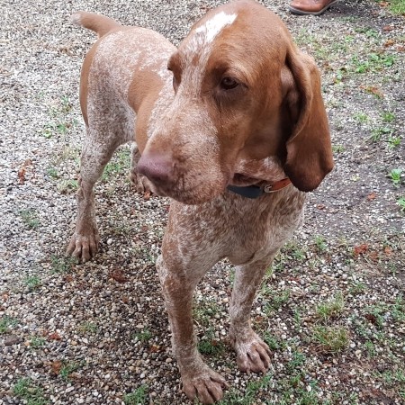 Eilmeldung | Jagdhund stellt mutmaßliche Kupferdiebe