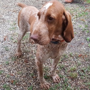 Eilmeldung | Jagdhund stellt mutmaßliche Kupferdiebe