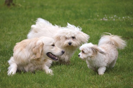 Mehr Klartext wagen! | Trotz Hitzewelle: Stadt verlängert Öffnungszeiten der Hundewiesen nicht