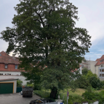 Feldahorn