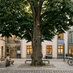 Firefly_Gemini Flash_A tall, old field maple tree (Feldahorn) standing alone in a quiet historic courtyard 297647(1)