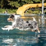 Hundeschwimmen_80