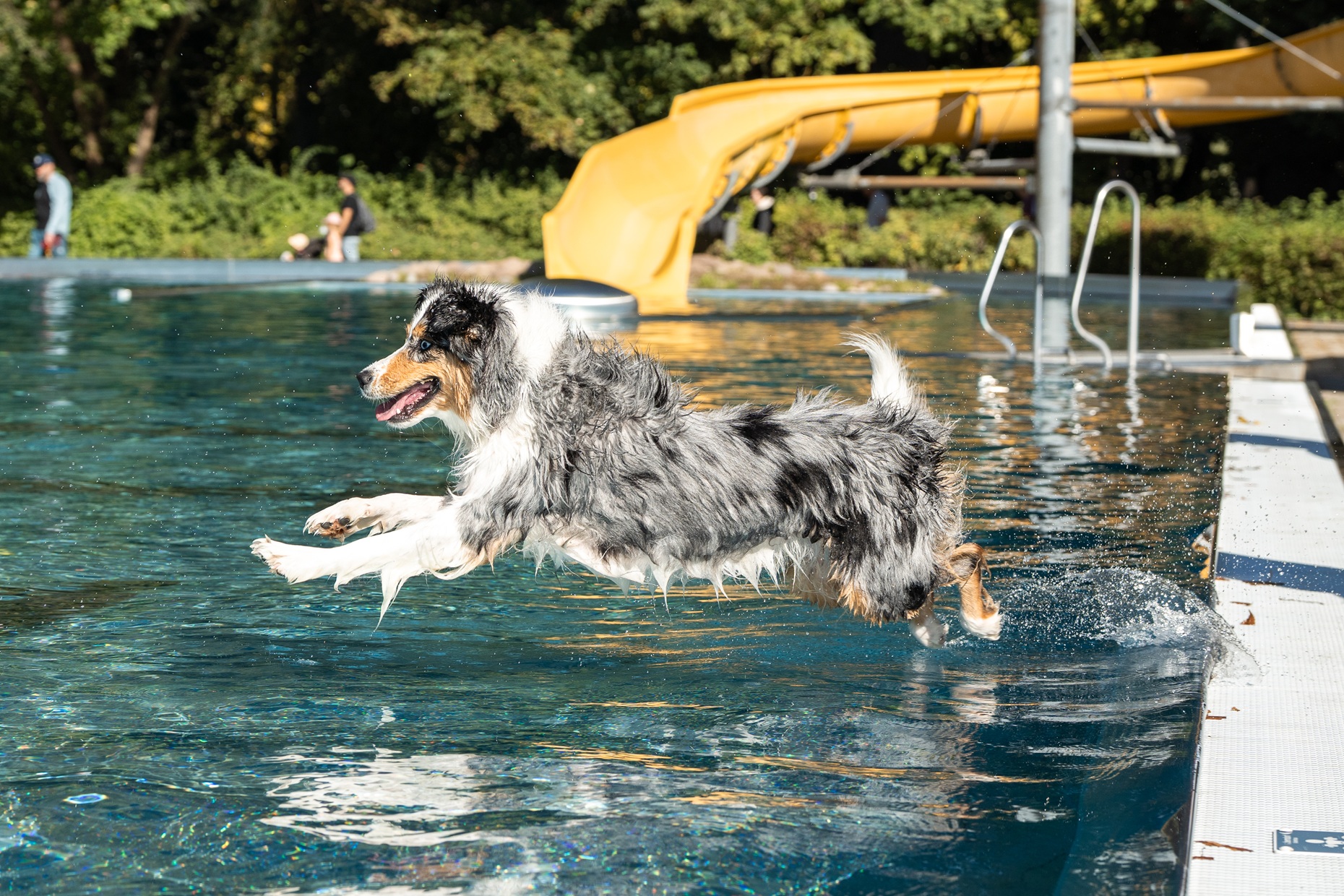 Hundeschwimmen_80