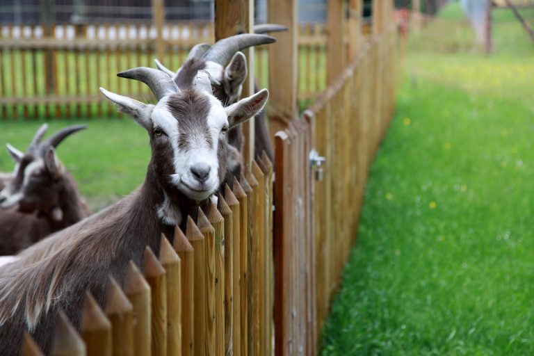 4262159-goat-4221549_1920