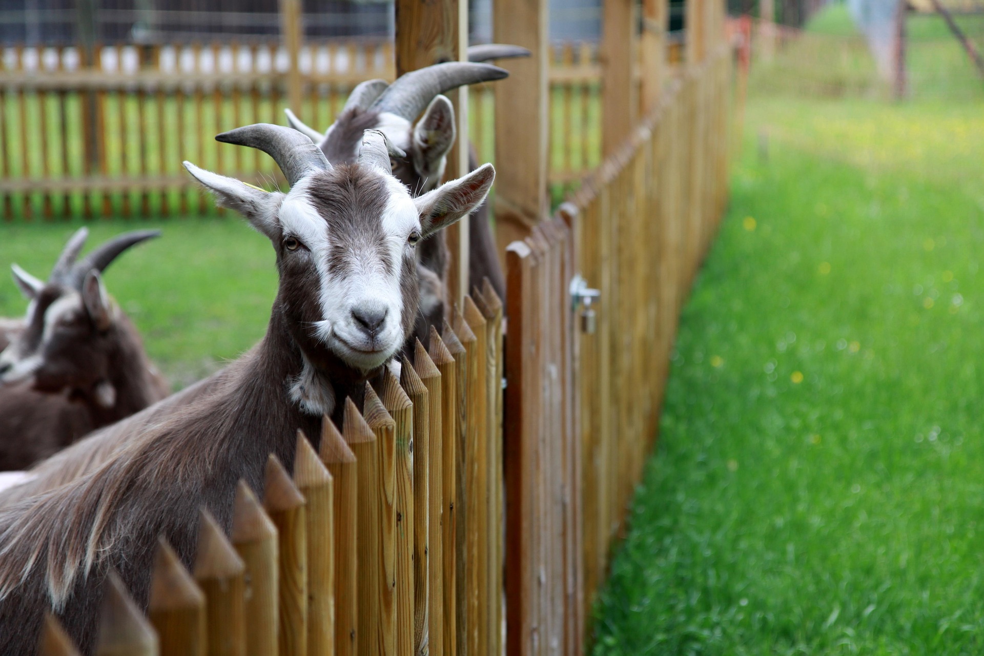 4262159-goat-4221549_1920