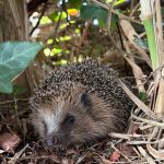 Igel©Gehret