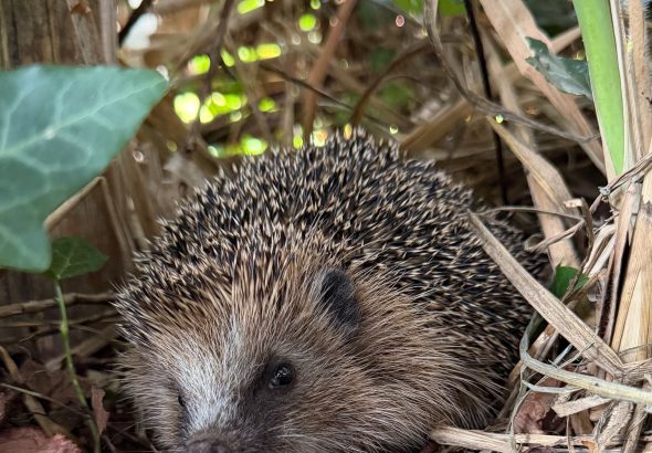 Igel©Gehret