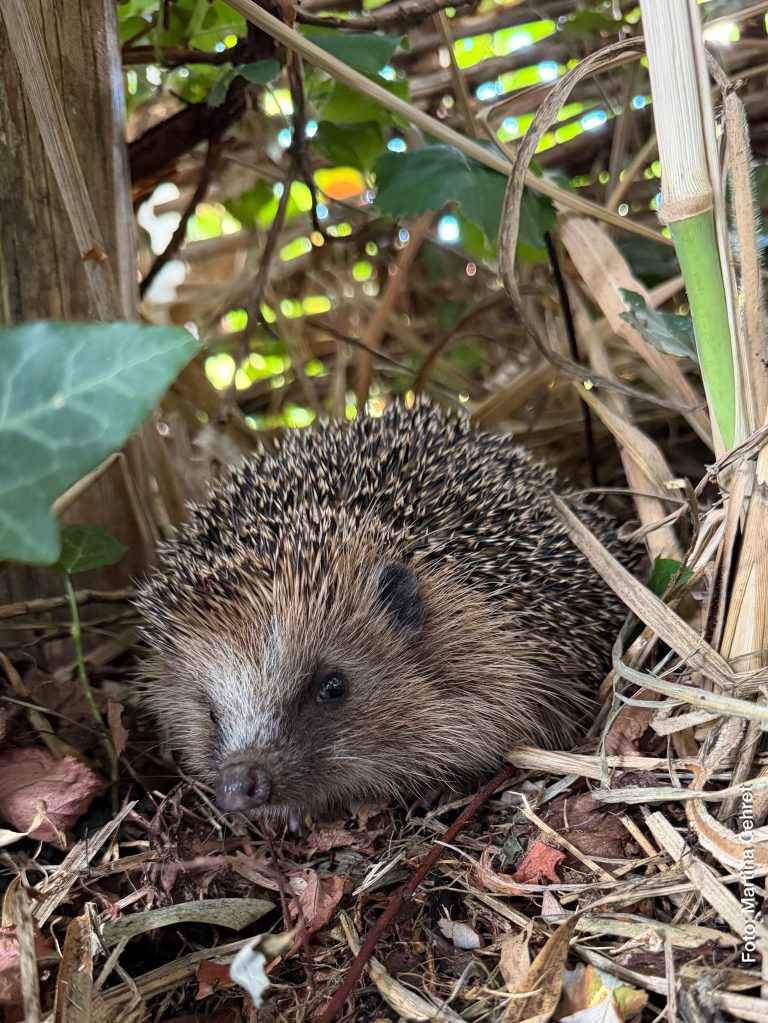 Igel©Gehret